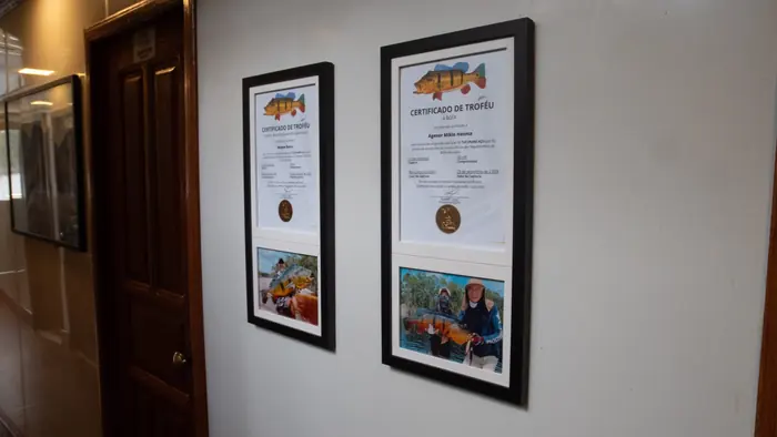 Framed BGFA certificates for trophy Cichla temensis caught at Curicuriari