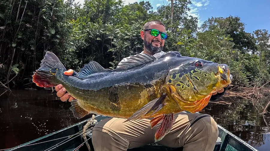 An angler in a canoe with an enormous peacock bass