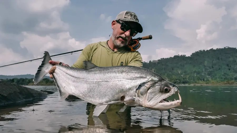 An angler with a large payara
