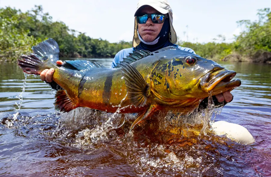 A giant peacock bass bursting out of the water